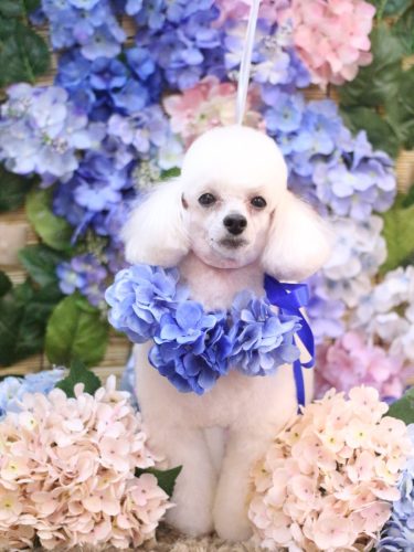 20250621二コちゃん